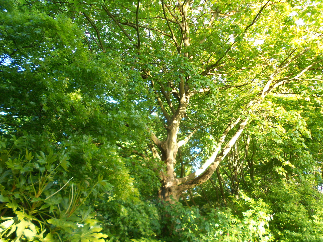 Boughs of tree